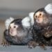 Discovering the secret of marmosets’ communication: they have names
