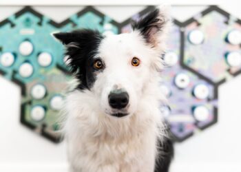 Dogs Understand Words Through Buttons on Their Soundboard, Study Finds