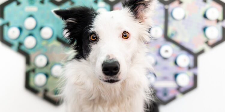 Dogs Understand Words Through Buttons on Their Soundboard, Study Finds