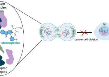 Dual protein analysis approach offers potential way to slow cancer growth