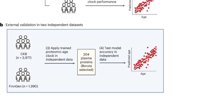Experimental blood test predicts age-related disease risk in diverse populations