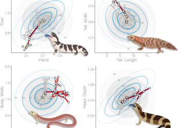Extremely divergent skinks offer insight into how evolution works