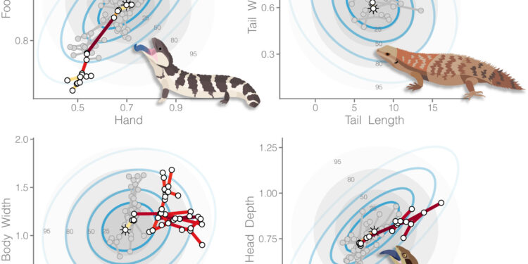 Extremely divergent skinks offer insight into how evolution works