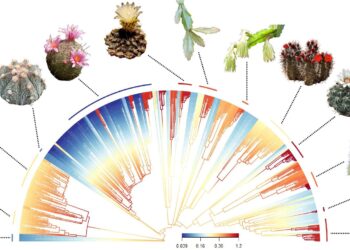 From smooth, button-sized cacti to spiky, giant-sized cacti, why are they so diverse?