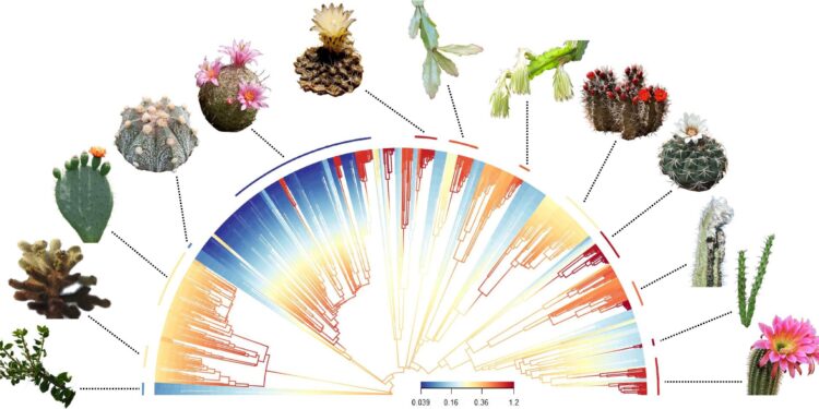 From smooth, button-sized cacti to spiky, giant-sized cacti, why are they so diverse?