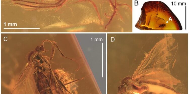 Fungus Gnat Buried in 40-Million-Year-Old Piece of Amber Is a Rare Gem