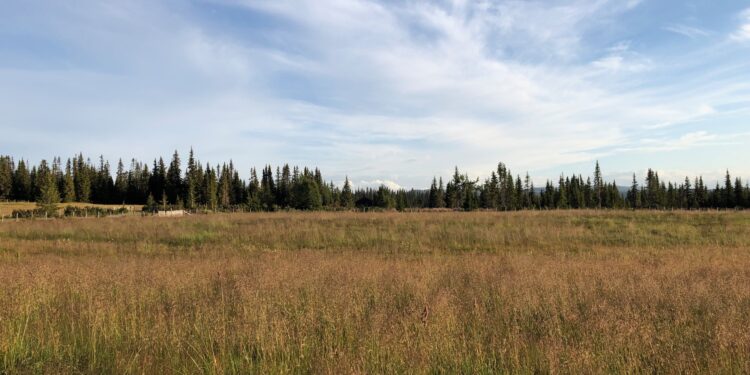 Global timber supply threatened by climate change shifting cultivated land north