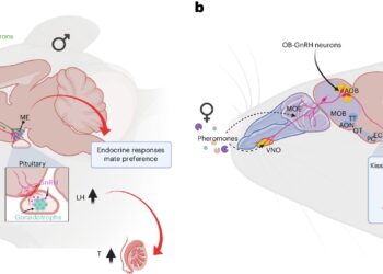 GnRH neurons in the mouse olfactory bulb have been shown to translate socially relevant odors into male reproductive behavior.