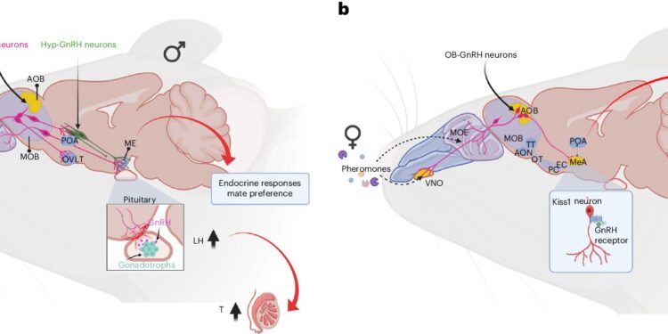GnRH neurons in the mouse olfactory bulb have been shown to translate socially relevant odors into male reproductive behavior.