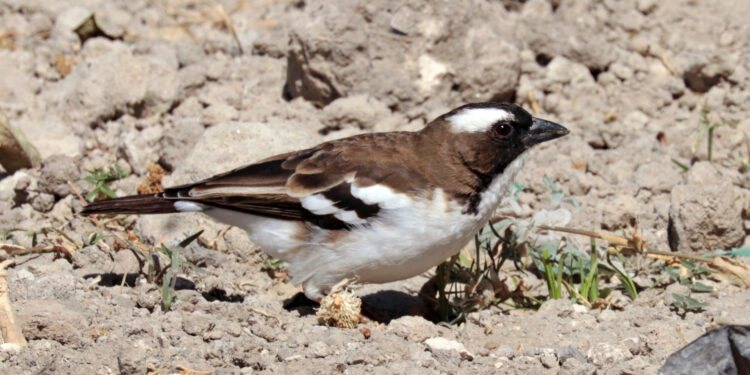 Groups of weavers have their own nest building styles