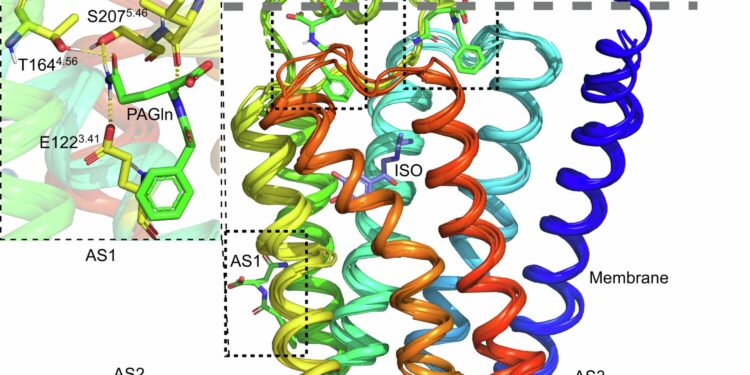 Gut microbial pathway identified as target for better treatment of heart disease