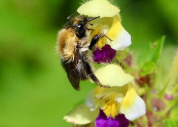 Heatwaves impair bumblebees’ ability to detect floral scents, study finds