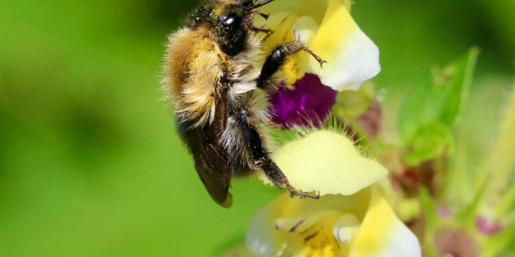 Heatwaves impair bumblebees’ ability to detect floral scents, study finds