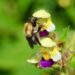 Heatwaves impair bumblebees’ ability to detect floral scents, study finds