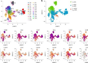 Helper T cells could hold key to improving annual flu vaccines