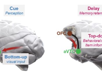 How different brain regions contribute to memory for visual objects