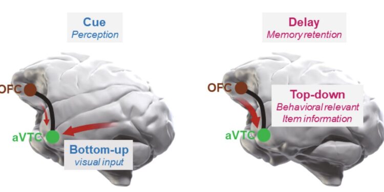 How different brain regions contribute to memory for visual objects