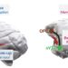 How different brain regions contribute to memory for visual objects