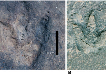 Identical Dinosaur Footprints Found on Opposite Sides of Atlantic Ocean
