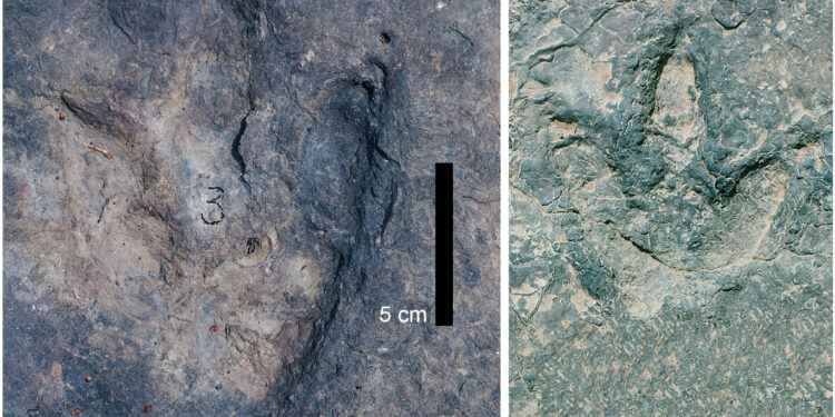 Identical Dinosaur Footprints Found on Opposite Sides of Atlantic Ocean