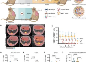 Immune protection against tuberculosis reinfection is provided by cells that dampen lung inflammation, study finds
