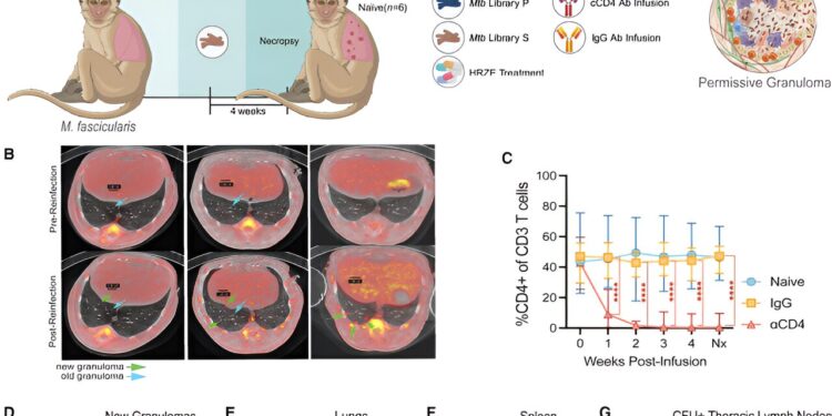 Immune protection against tuberculosis reinfection is provided by cells that dampen lung inflammation, study finds
