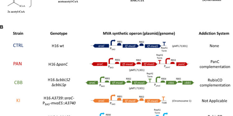 Improving microbial memory to better recycle excess CO₂