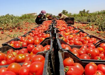 Jordan restricts tomato exports to boost local supply | Economy