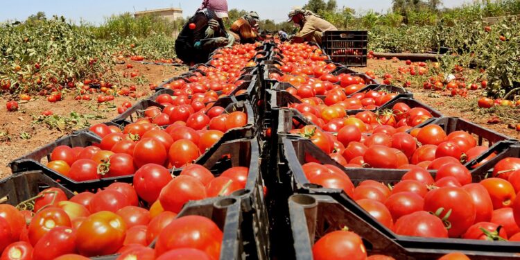 Jordan restricts tomato exports to boost local supply | Economy