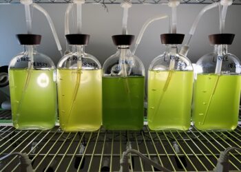 Key biofuel-producing microalgae thought to be a single species are actually three
