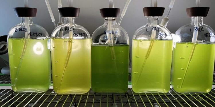 Key biofuel-producing microalgae thought to be a single species are actually three