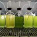 Key biofuel-producing microalgae thought to be a single species are actually three