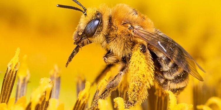 Lack of pollinators limits global food production, crop yield analysis finds