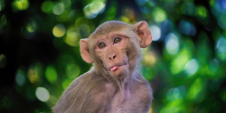 Macaque study examines role of interhemispheric pathways in spinal cord injury healing