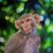 Macaque study examines role of interhemispheric pathways in spinal cord injury healing