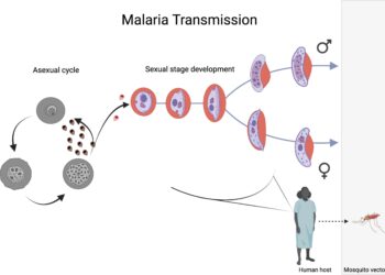 Mapping the sex lives of malaria parasites at single-cell resolution reveals the genetics underlying transmission