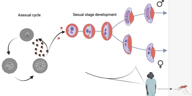 Mapping the sex lives of malaria parasites at single-cell resolution reveals the genetics underlying transmission