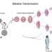 Mapping the sex lives of malaria parasites at single-cell resolution reveals the genetics underlying transmission