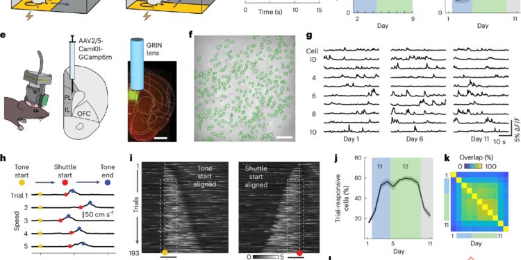 Medial prefrontal cortex neural populations have been shown to encode the learning of avoidance behaviors