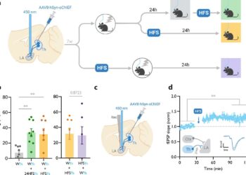 Memory can be strengthened by unrelated experiences, study finds