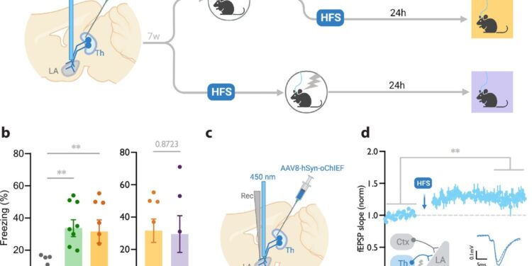 Memory can be strengthened by unrelated experiences, study finds