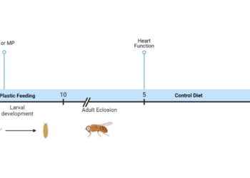 Micro- and nanoplastics ingested by fruit flies cause changes in heart size and function