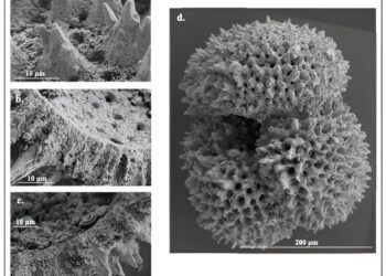 Microscopic fossilized shells reveal ancient patterns of climate change