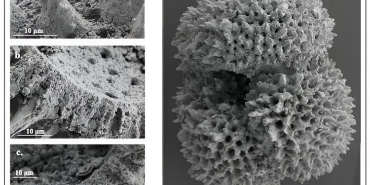 Microscopic fossilized shells reveal ancient patterns of climate change