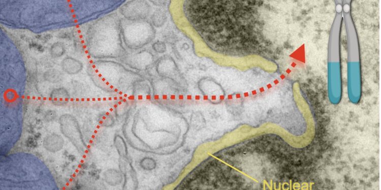 Mitochondria Send Their DNA to Our Brain Cells, Study Finds
