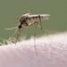 Mosquito-borne virus: New Hampshire man dies