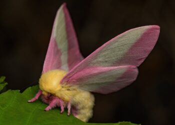 Moths may use disco gene to regulate day/night cycles