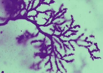 Mouse study shows knocking out key gene leads to autistic traits