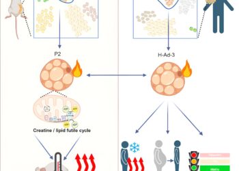 New Class of Beige Fat Cells That Burn Energy Through ‘Futility Cycles’ Could Lead to Better Metabolic Health
