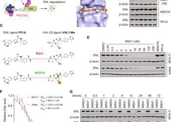 New anti-cancer ‘degrader’ targets protein key to childhood leukemia